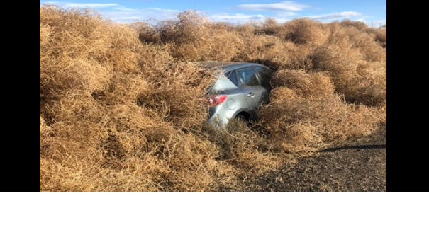Several cars trapped overnight inside monster tumbleweed pile in eastern  Washington 