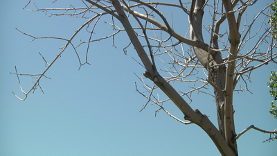 You Asked Why Didn T Some Ash Trees Survive Winter Abc Fox