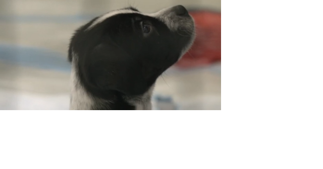 New Parvovirus Treatment Saves Four Puppies in Missoula - Vimarsana News