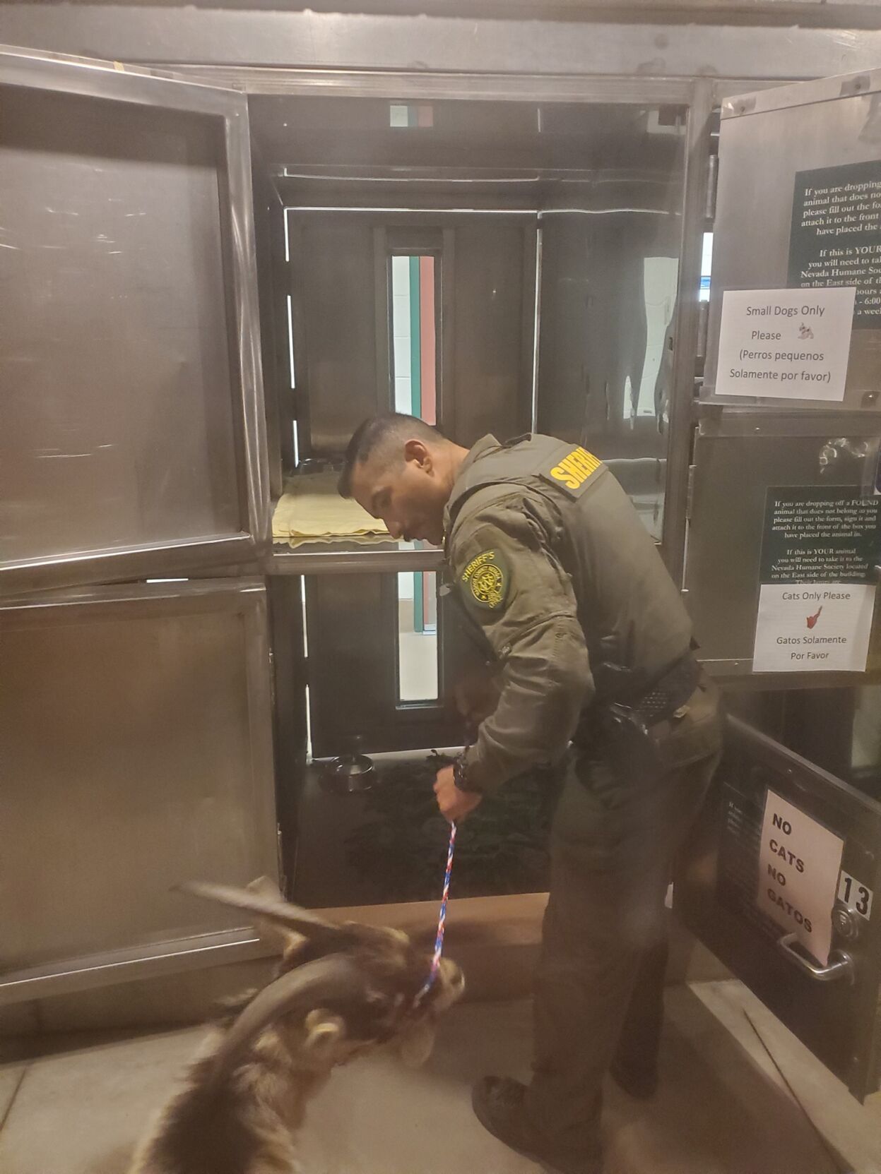 Butting in: Goat attempts to enter someone's home by head-butting the ...