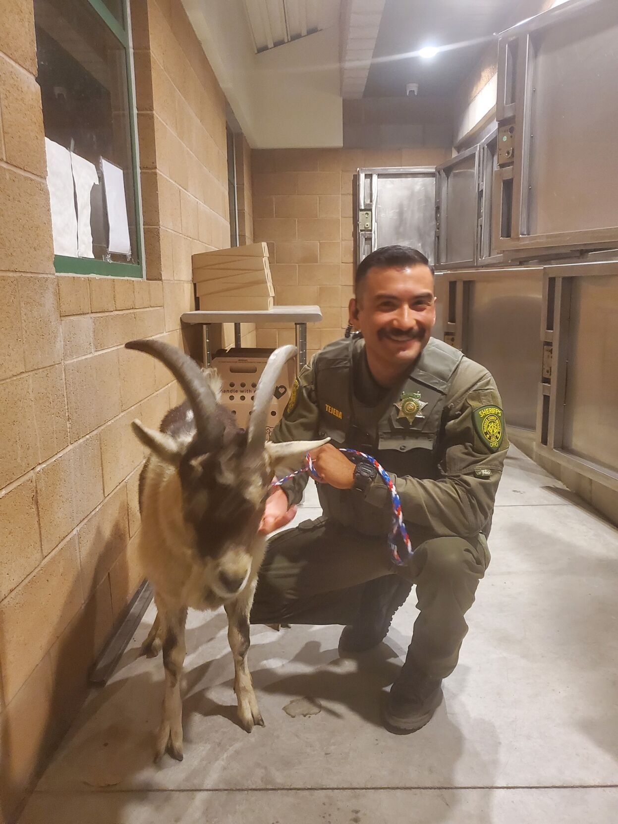 Butting in: Goat attempts to enter someone's home by head-butting the ...