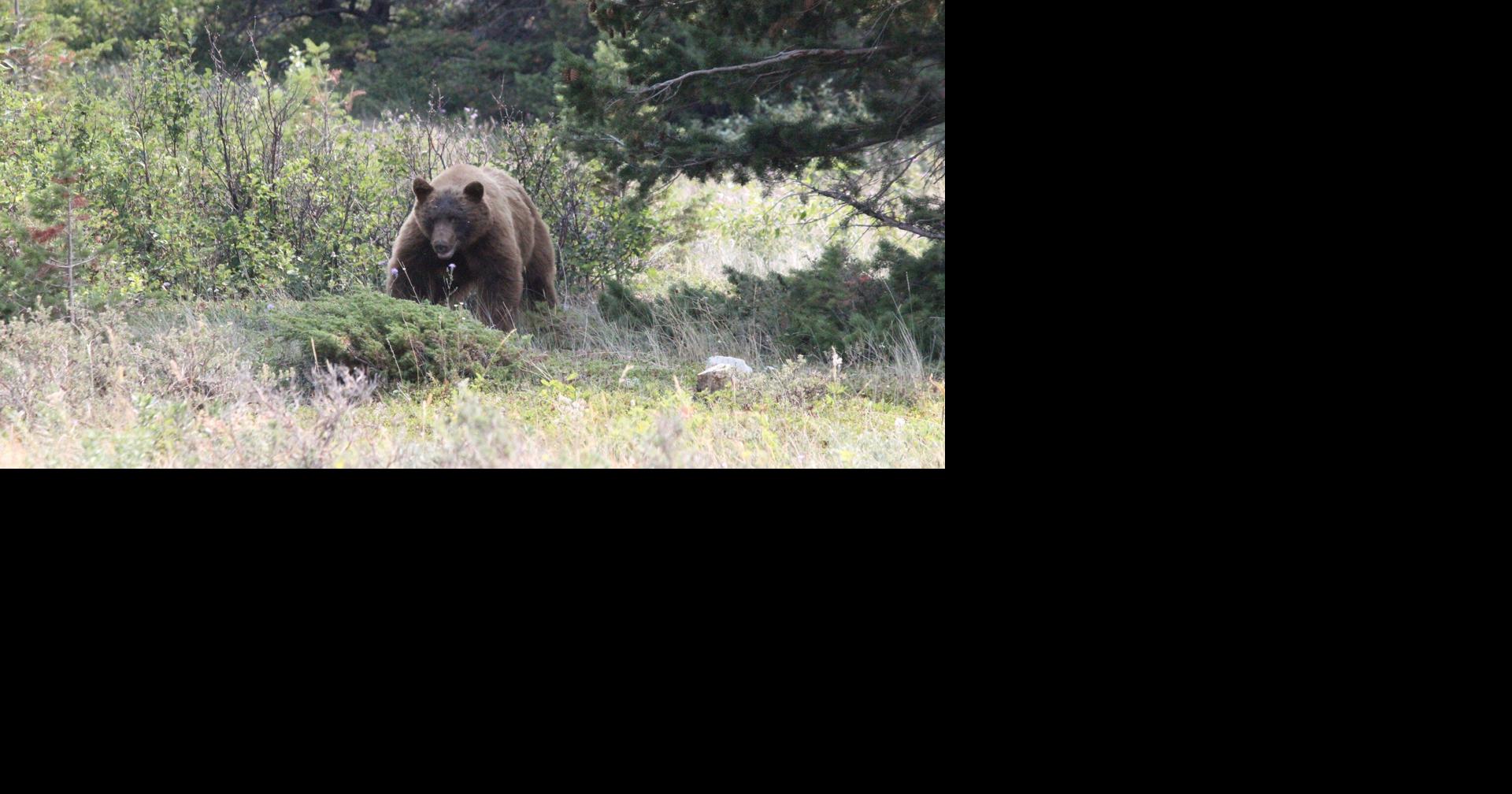Columbia Falls closes trail after bear activity warning | Kalispell ...