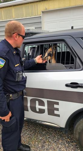 Livingston Police Butt Heads With Rowdy Goat Top Story Montanarightnow Com