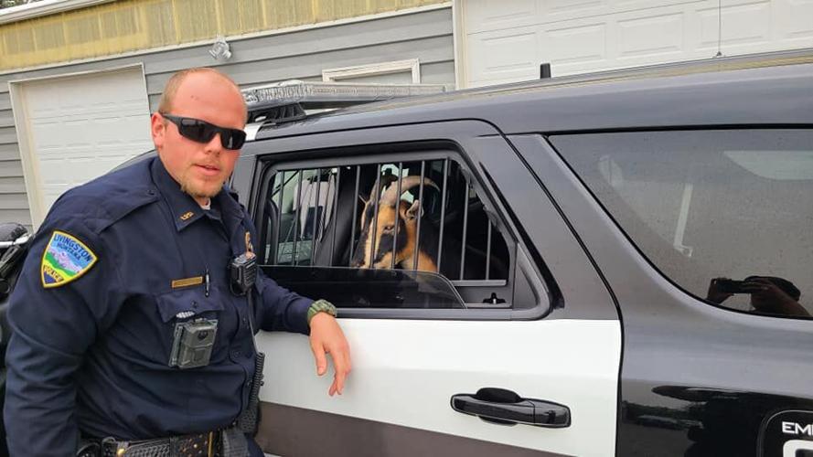 Livingston Police Butt Heads With Rowdy Goat Top Story Montanarightnow Com