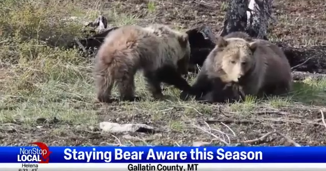 Big Sky bear euthanasia sparks conversation on bear attractants, safety - Vimarsana News