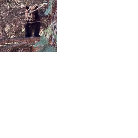 Belgrade police warn residents about bear travelling through town: 'let it go about its bear business'