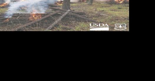 Crews conducting pile burning in Lolo National Forest - Vimarsana News
