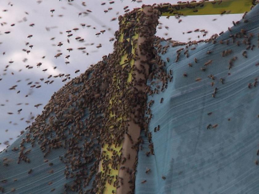 Semi Carrying Bees Tips Over Outside Bozeman Abc Fox Bozeman