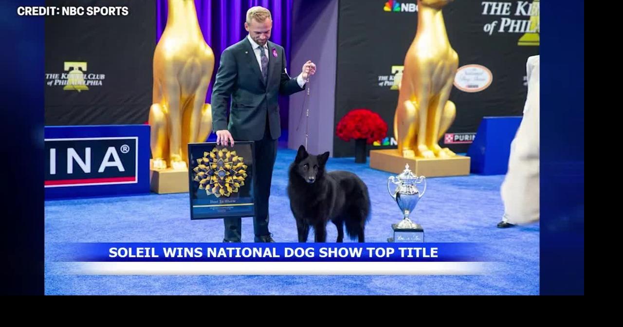 Belgian sheepdog Soleil named best in show at National Dog Show