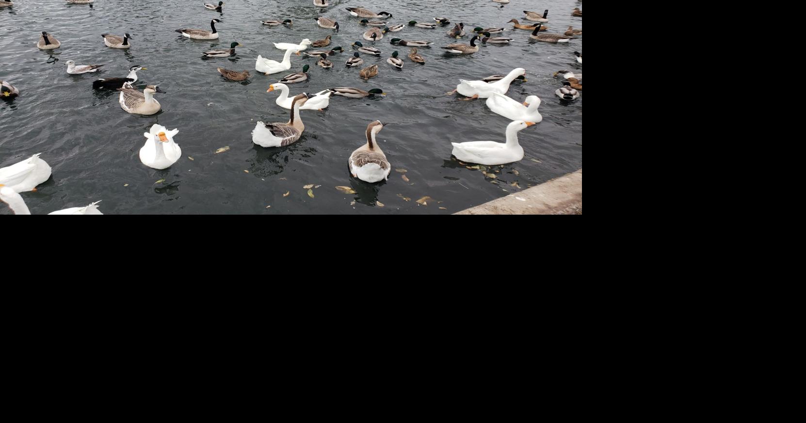 Waterfowl roundup scheduled at Great Falls' Gibson Park Friday Great