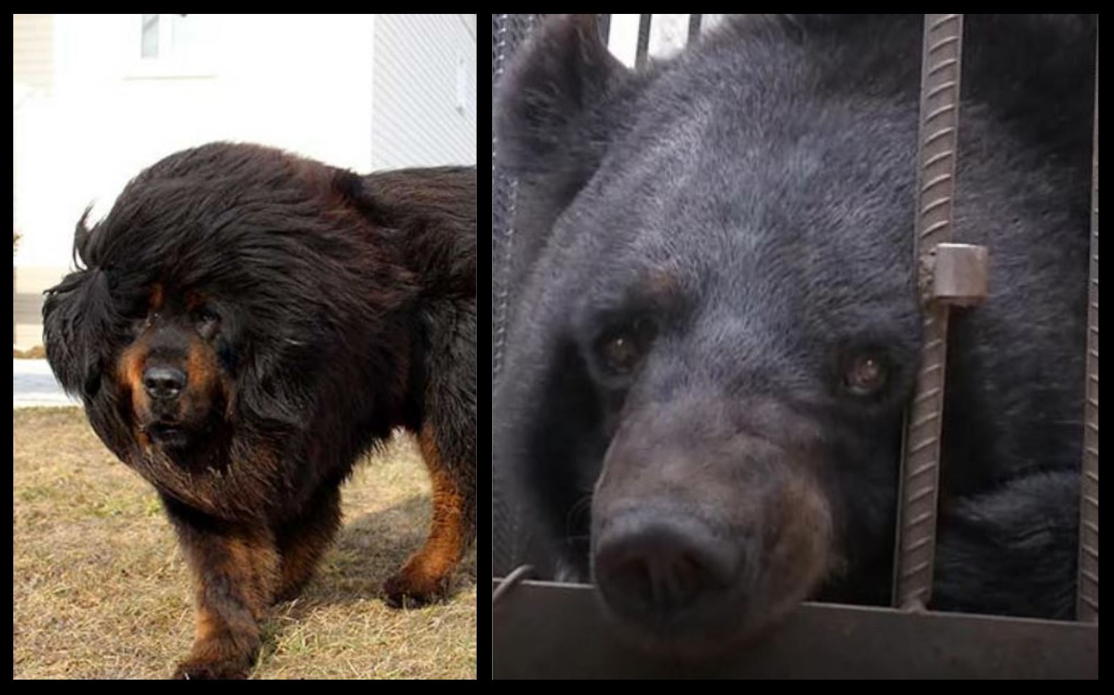 Tibetan store mastiff bear