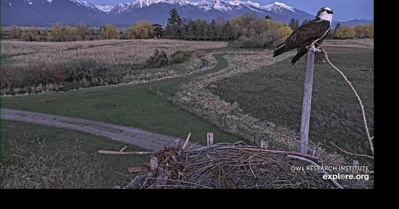 Charlo osprey cam lets viewers follow Charlie and Lola's nest