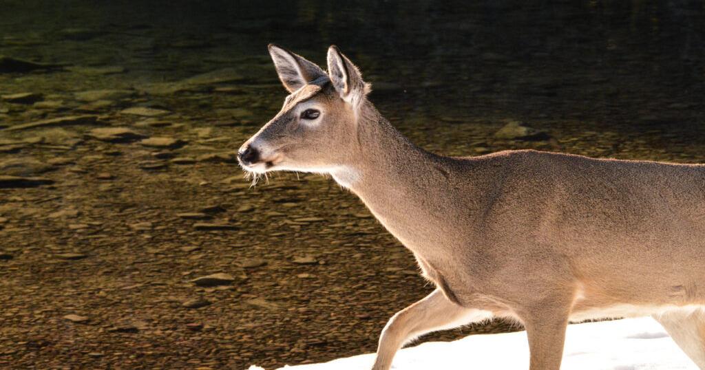 Northeast Montana limits deer licenses amid disease outbreak