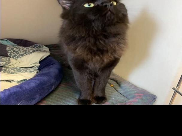 Humane Society Rescues Cats Abandoned Outside In Freezing Weather