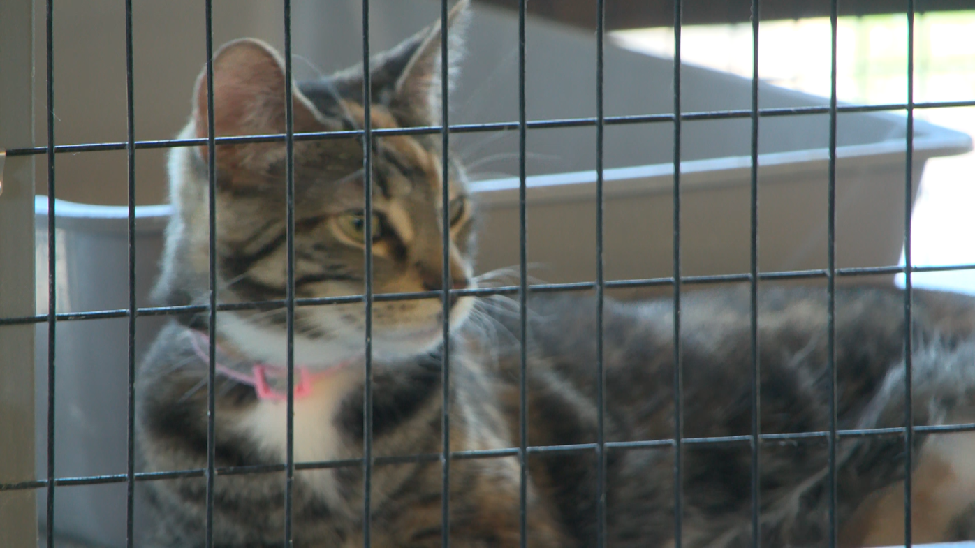 Nearly 1,000 feral cats roam Hardin as city weighs euthanasia plan