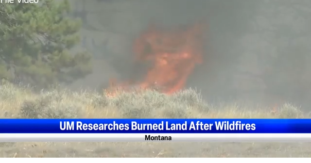 UM research shows wildfire both harms and benefits the Montana's ...