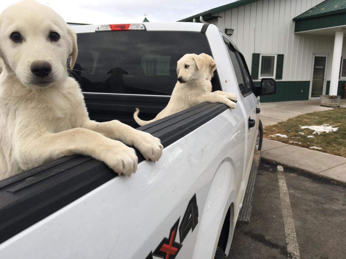 Great Pyrenees Puppies Rescued In Utah Find Homes Thanks To Montana Rescue Abc Fox Missoula Montanarightnow Com