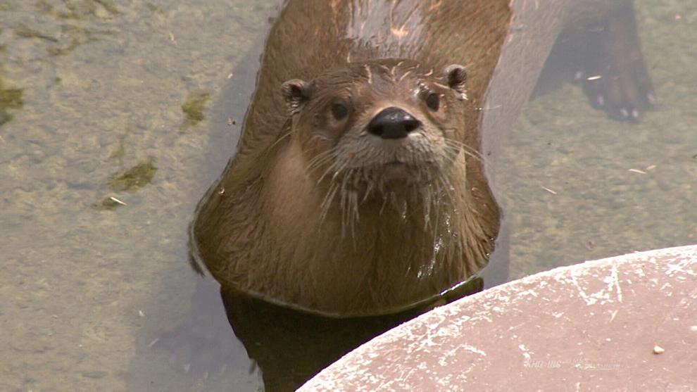 Boy attacked by otter while floating Big Hole River | Montana News