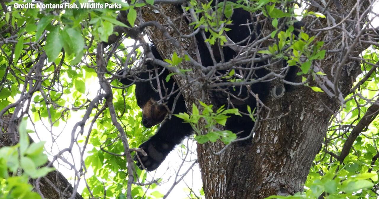 Bear sightings are on the rise in Bozeman, and Montana Fish, Wildlife & Parks is reminding residents to properly store food and other attractants to prevent conflicts.