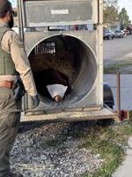 Montana FWP relocates black bear spotted in Belgrade city limits