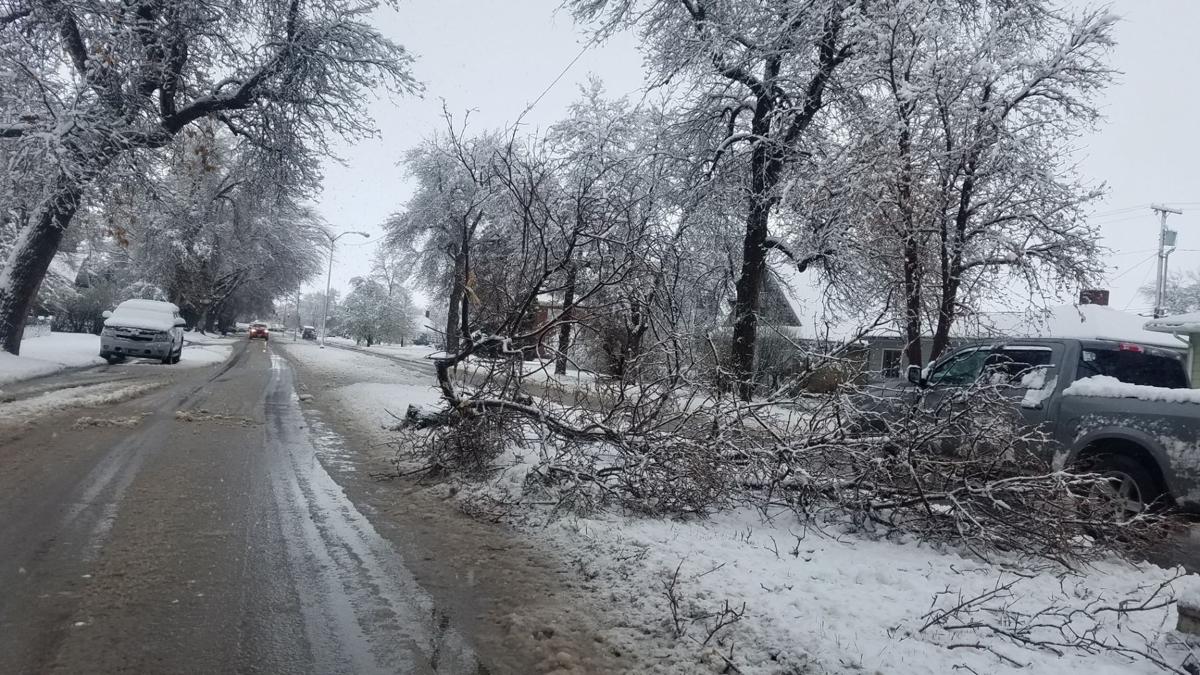 Heavy snow in Lewistown causes damage to trees, MDT reporting downed