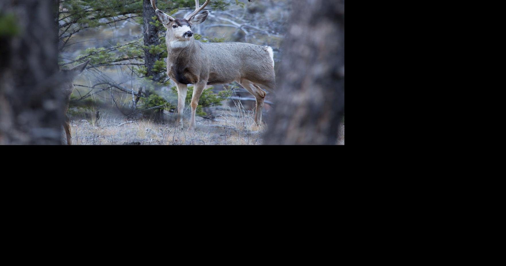 FWP seeking community information on two poached mule deer bucks near