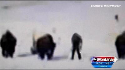 Yellowstone Bigfoot Video Goes Viral
