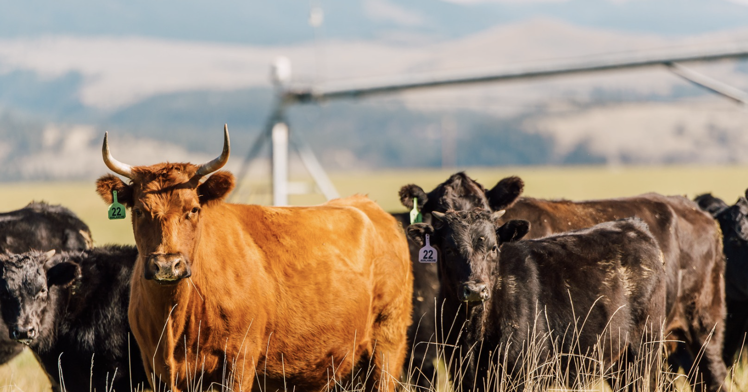 Weather and social media, the new storm in ranching - Vimarsana News