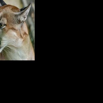 Illegal mountain lion harvest uptick reported by Montana Fish, Wildlife and Parks