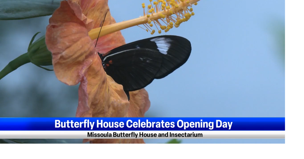 New Missoula Butterfly House Insectarium opens for business | Missoula ...