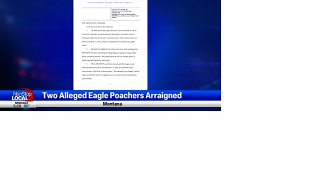Two men indicted for killing and trafficking bald and golden eagles in Montana - Vimarsana News