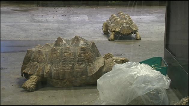 SCRAPS Investigate Spokane Valley Pet Store For Possible Animal