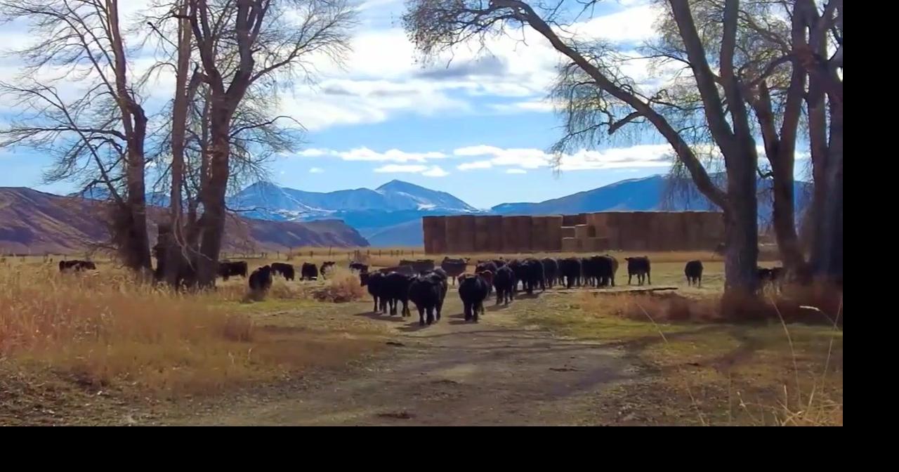 Montana AG Report: The future of Montana's cattle industry