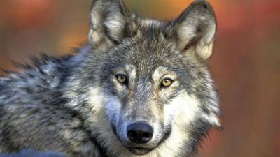 State will kill members of wolf pack to protect cattle