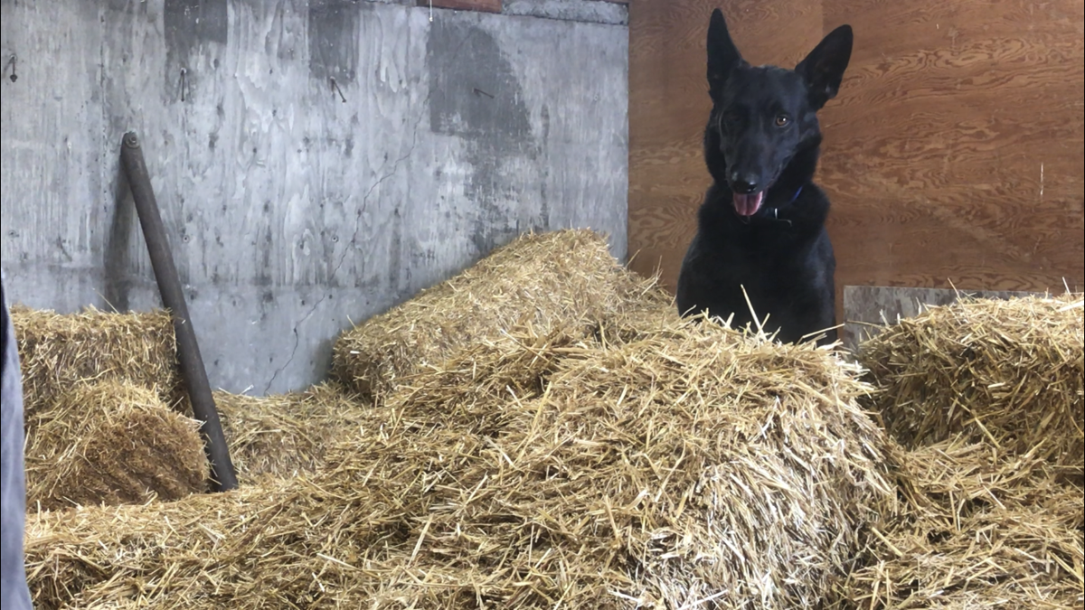 Barn hunt for deals dogs