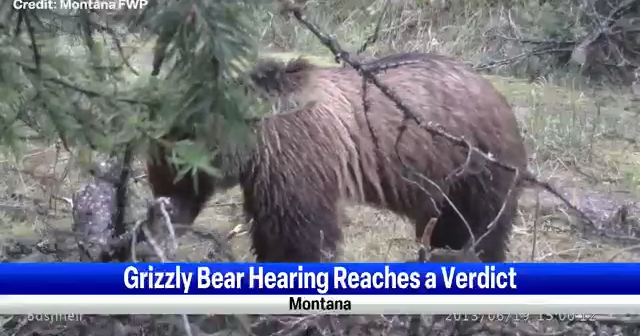Federal court in Missoula rules on grizzly bear management across state