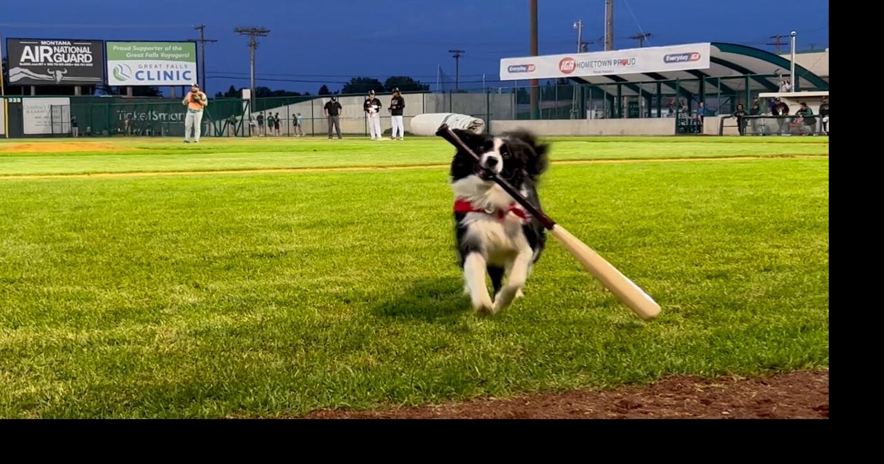 BatDogs Bring New Meaning to "Dog Days of Summer" for Voyagers SWX Right Now