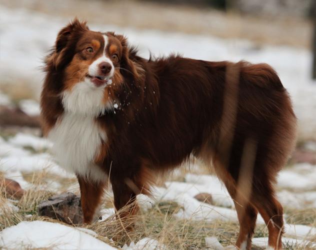 are australian shepherd born without rails