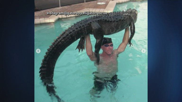 11-foot alligator found swimming in pool at Florida home