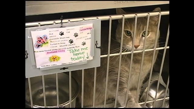 Empty The Shelters' event looks to give animals at the Great Falls Animal  Shelter a home | ABC Fox Great Falls 