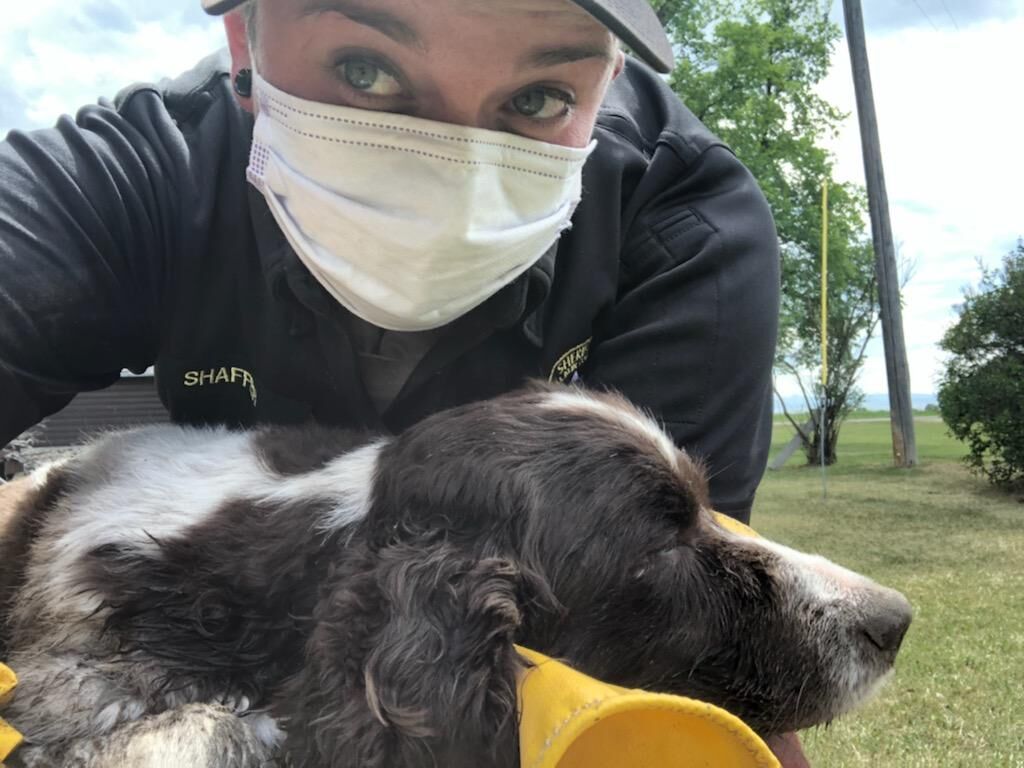 Gallatin County Animal Control Officer Rescues 15 Year Old Dog From Wild Animal Den Abc Fox Bozeman Montanarightnow Com