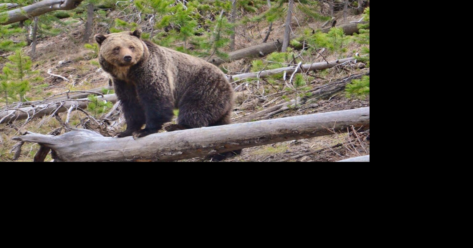 Montana Fish, Wildlife and Parks closes part of Bear Creek Trail, reminds hunters to be 'Bear Aware'