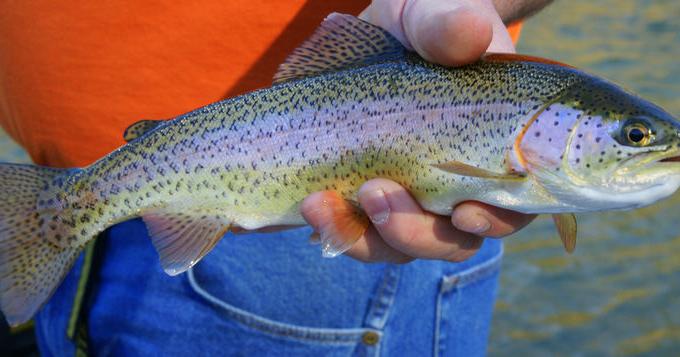 www.montanarightnow.com