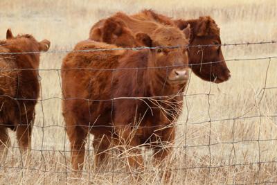 cattle cow calf vault image