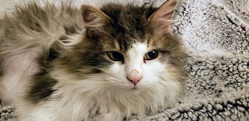 Montana veterinarians bring frozen unresponsive cat back to life