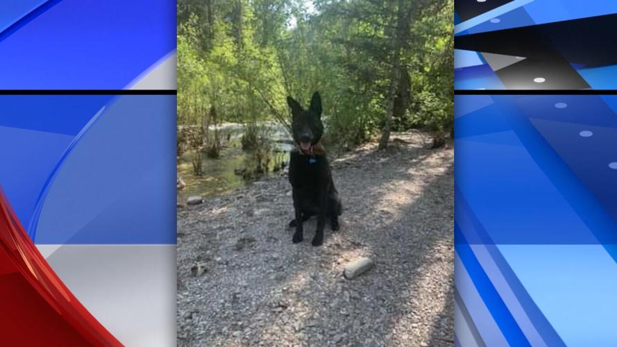 Dog of missing 34-year-old woman found dead