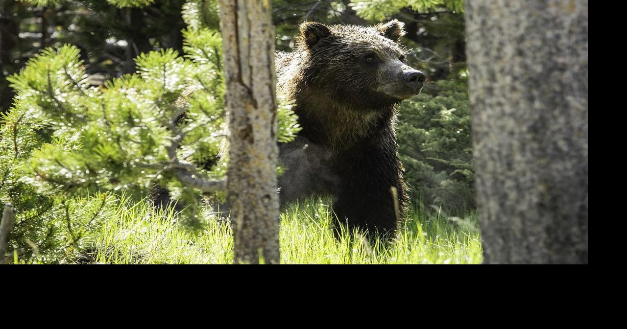 ZooMontana grizzly bear euthanized, News