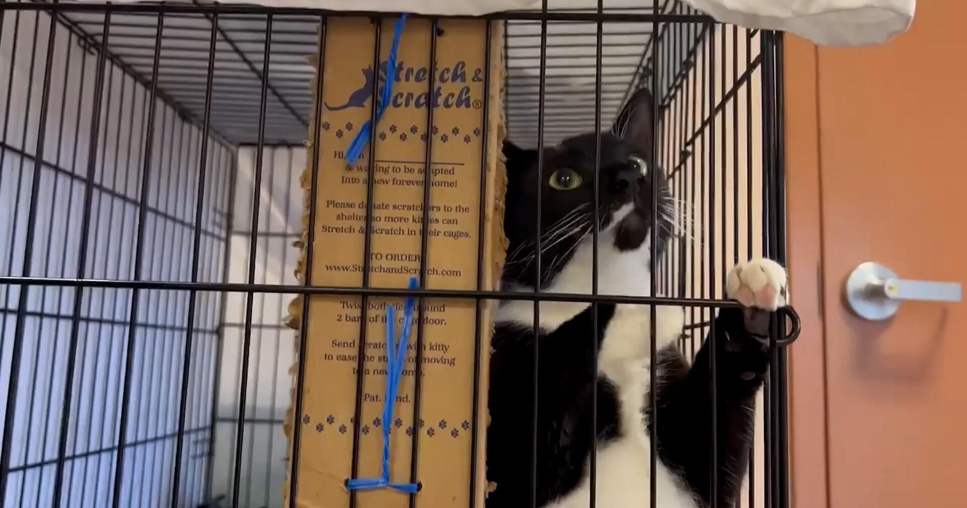 City of Great Falls Animal Shelter joins BISSELL's "Empty the Shelters" adoption event | Straight From The Source - Vimarsana News