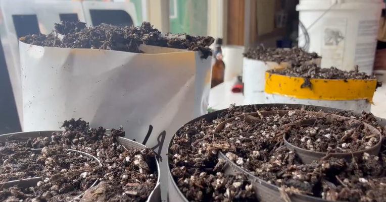 Montana families find low-cost ways to grow food at home