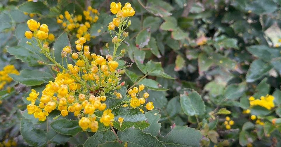 What Montana foragers want people to know before eating wild food